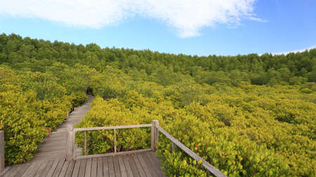 Mangrove forest and wood bridgeの写真素材