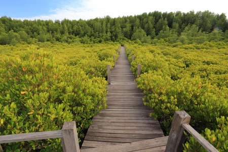 Mangrove forest and wood bridgeの写真素材