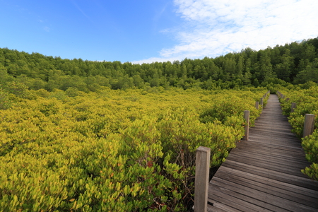 Mangrove forest and wood bridgeの写真素材