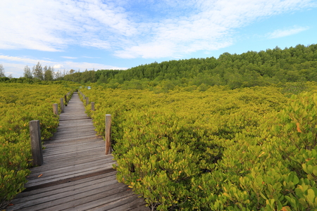 Mangrove forest and wood bridgeの写真素材