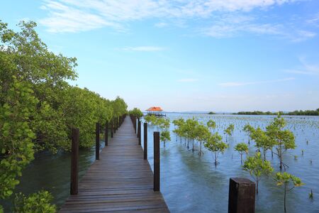Mangrove forest and wood bridgeの写真素材
