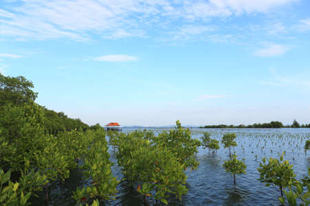 Mangrove forest and wood bridgeの写真素材