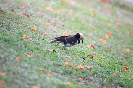 Birds in the Gardenの写真素材
