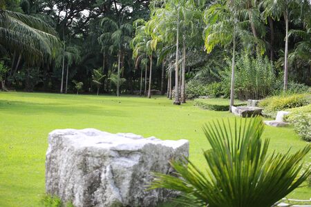 grassの写真素材