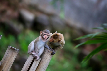 monkey familyの写真素材