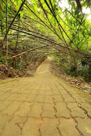 bamboo tunnelの写真素材