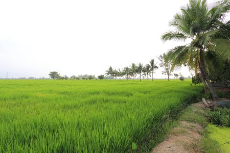 Rice fields in Thailandの写真素材