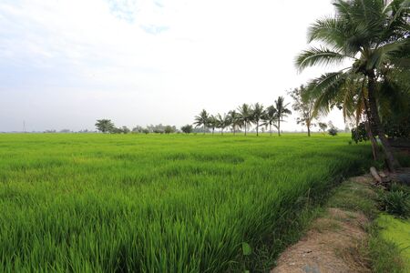 Rice fields in Thailandの写真素材