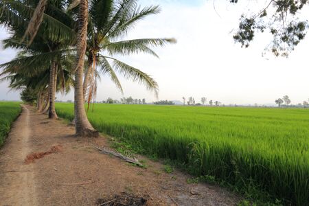 Rice fields in Thailandの写真素材