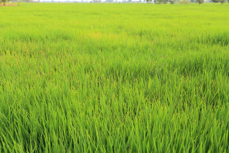 Rice fields in Thailandの写真素材