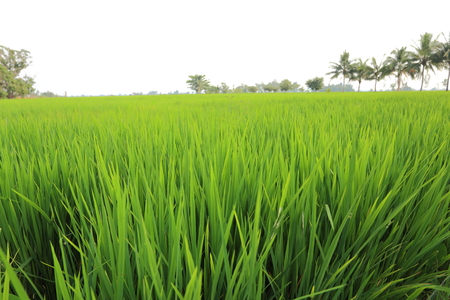 Rice fields in Thailandの写真素材