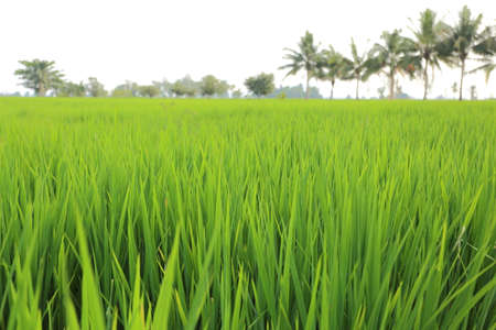 Rice fields in Thailandの写真素材
