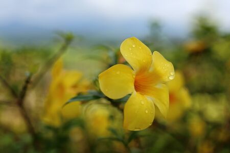 allamanda catharticaの写真素材