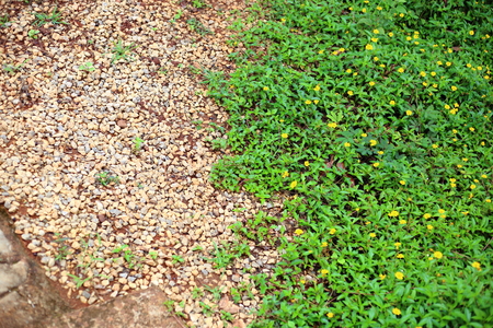 Creeping Daisy and gravelの写真素材