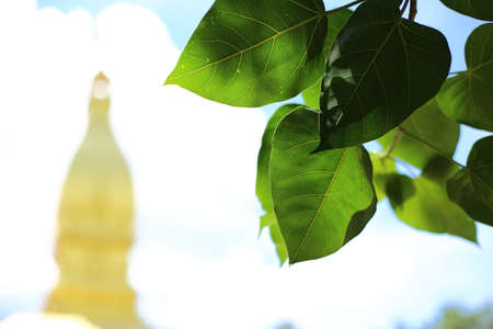 Gold temple in Wat nong pah pong in Thailandの写真素材