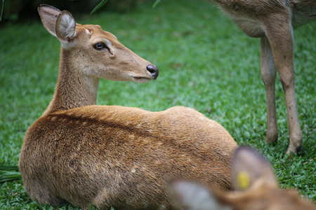 deer or doeの写真素材