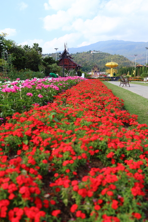 Flowers plantation in Royal Ratchaphruek Parkのeditorial素材