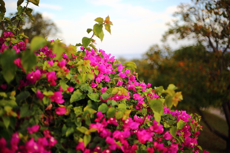 Mexican Creeper flowers at Thailandの写真素材