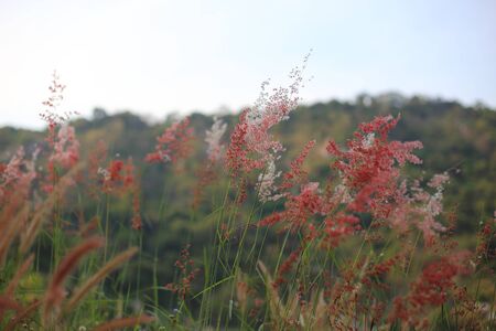 Melinis repensの写真素材