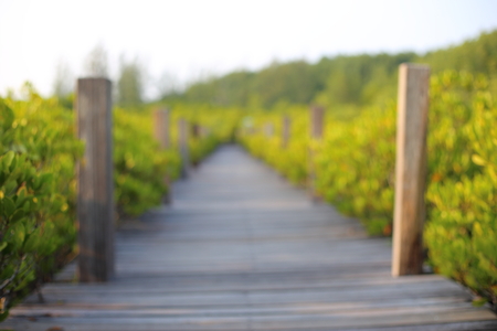 Mangrove trees of Thung  Prong Thong forest in Rayong at Thailand,(blurred image)の写真素材