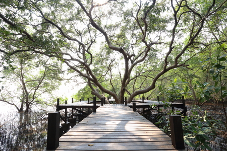 Big Mangrove trees of Thung  Prong Thong forest in Rayong at Thailandの写真素材