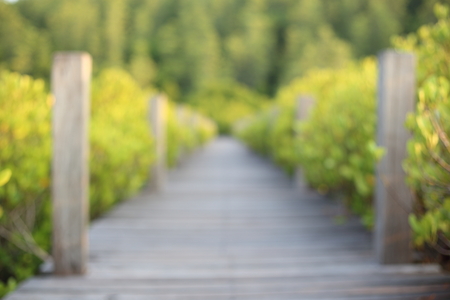 Mangrove trees of Thung  Prong Thong forest in Rayong at Thailand,(blurred image)の写真素材