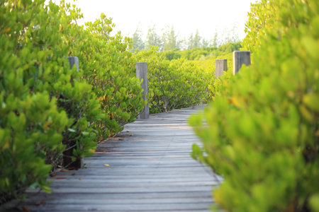 Mangrove trees of Thung  Prong Thong forest in Rayong at Thailand