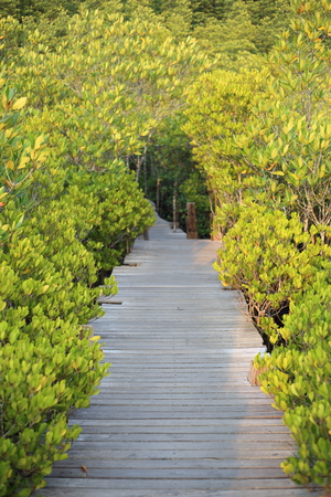 Mangrove trees of Thung  Prong Thong forest in Rayong at Thailandの写真素材