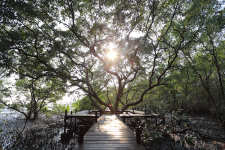 Big Mangrove trees of Thung  Prong Thong forest in Rayong at Thailandの写真素材