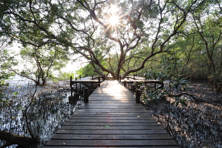 Big Mangrove trees of Thung  Prong Thong forest in Rayong at Thailandの写真素材