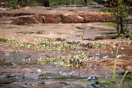 Butterflies swarm eats minerals in Pang Sida National Park at Thailandの写真素材