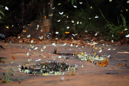 Butterflies swarm eats minerals in Pang Sida National Park at Thailandの写真素材