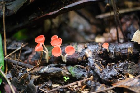 Fungi cup red or Mushroom Champagne Cupの写真素材
