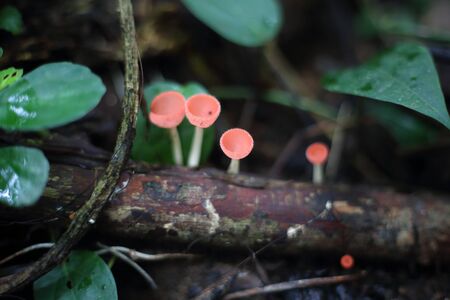 Fungi cup red or Mushroom Champagne Cupの写真素材