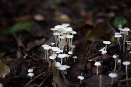 White mushrooms in Tropical zone Rainforest Thailandの写真素材