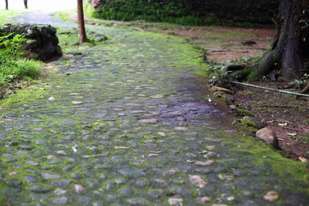 Walkways and Mossの写真素材