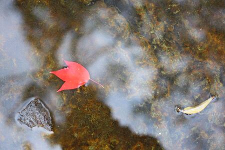 Maple leaf and waterの写真素材