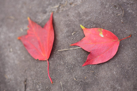 Maple leaf