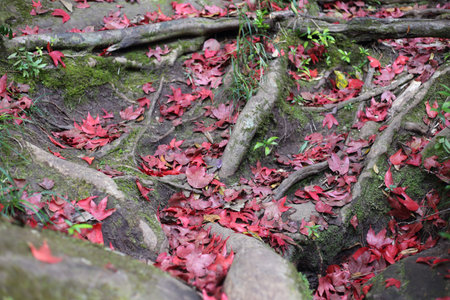 Maple leaf