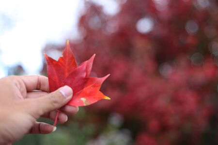 hand holding Maple leafの写真素材