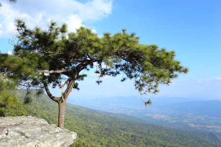 Pine trees and cliffs