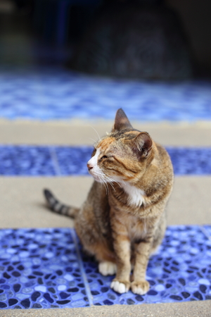 Cute cat sittingの写真素材
