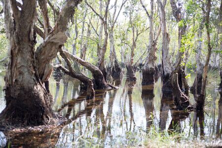 Melaleuca trees Wetland in Rayong Thaillandの写真素材