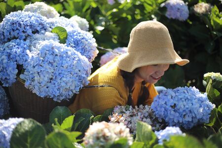 Woman picking hydrangea flowers at Royal Project Khun Pae in Chiang Mai, Thailandの写真素材