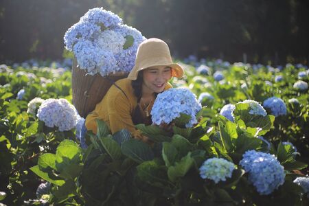 Woman picking hydrangea flowers at Royal Project Khun Pae in Chiang Mai, Thailandの写真素材