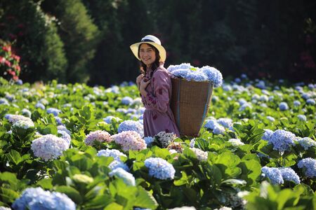 Woman picking hydrangea flowers at Royal Project Khun Pae in Chiang Mai, Thailandの写真素材