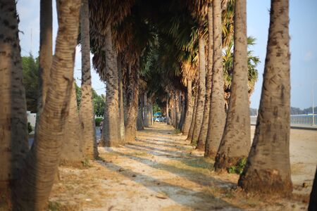 the palm garden planted by the wayside, Sattahip, Thailand.の写真素材