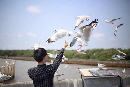 Man feeding the seagull in Bang Pu, Thailandの写真素材