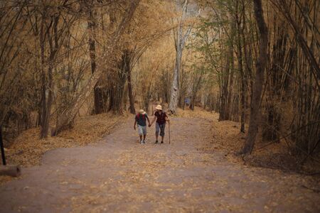Women and men walk hand in hand in the bamboo forest in Phu Kradueng National Park, Loei, Thailandの写真素材