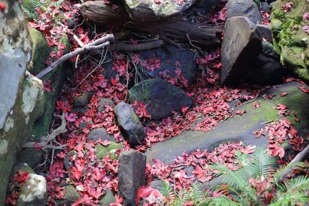 Maple leaves fall in the forest at Phu Kradueng National Park, Loei, Thailandの写真素材